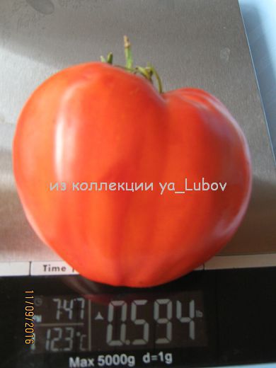 ����� ����