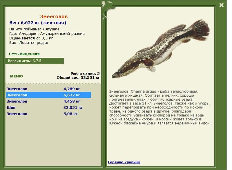 Амударьинский разлив 