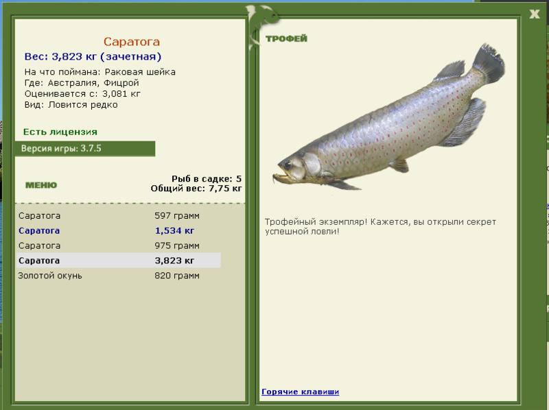 Саратога 
