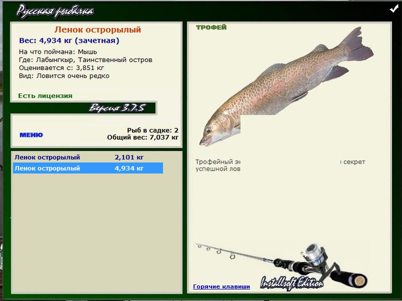 Ленок острорылый 