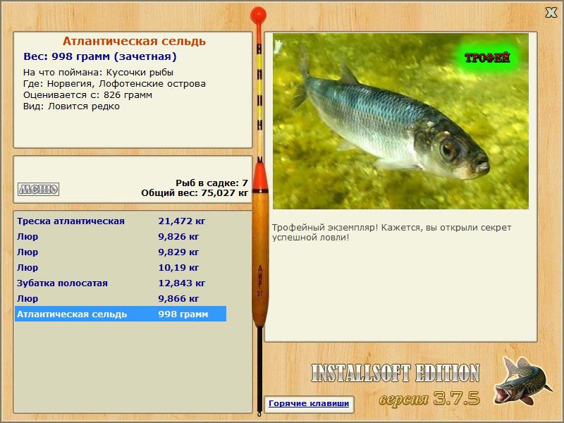 Атлантическая сельдь 