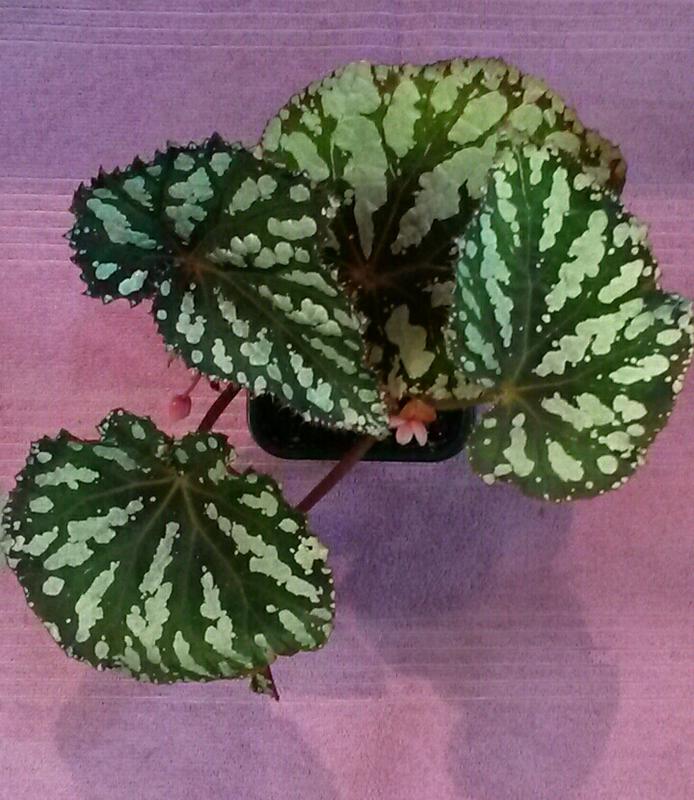 Декоративно Лиственные Бегонии Фото С Названиями Каталог — Mixyfotos.ru