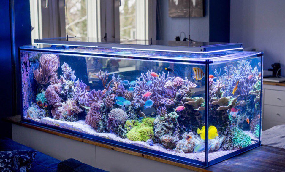 Store for marine aquarium products Reef Exclusive