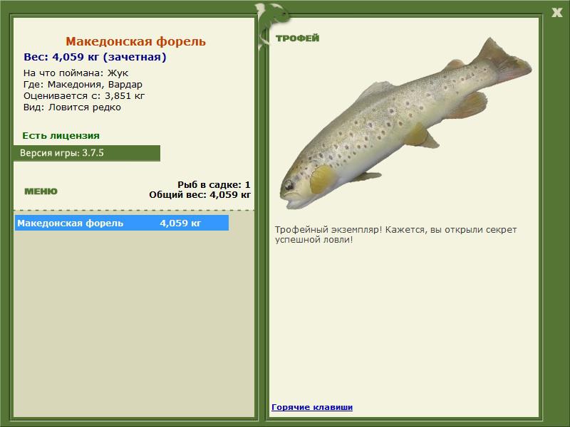 Македонская форель 