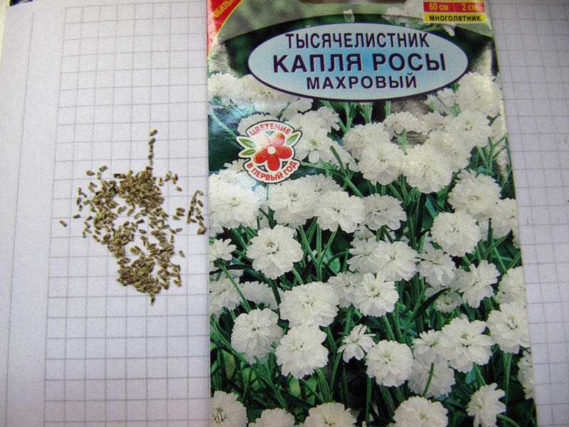 Тысячелистник обыкновенный Уральский следопыт
