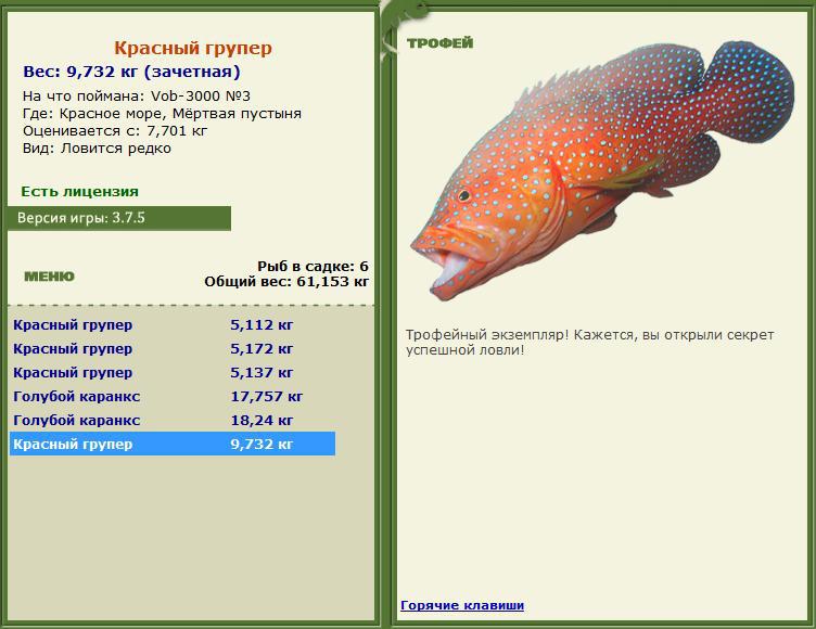 Красный групер 