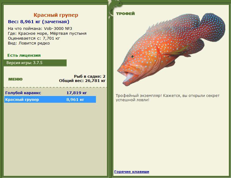 Красный групер 