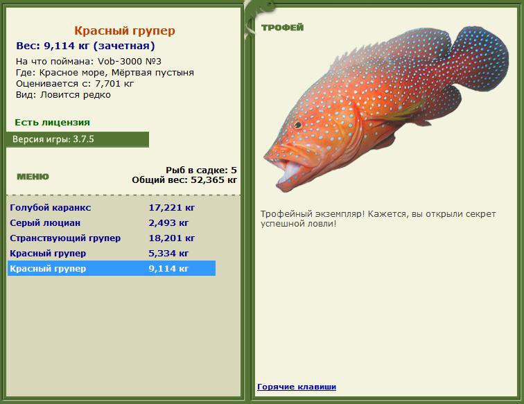 Красный групер 