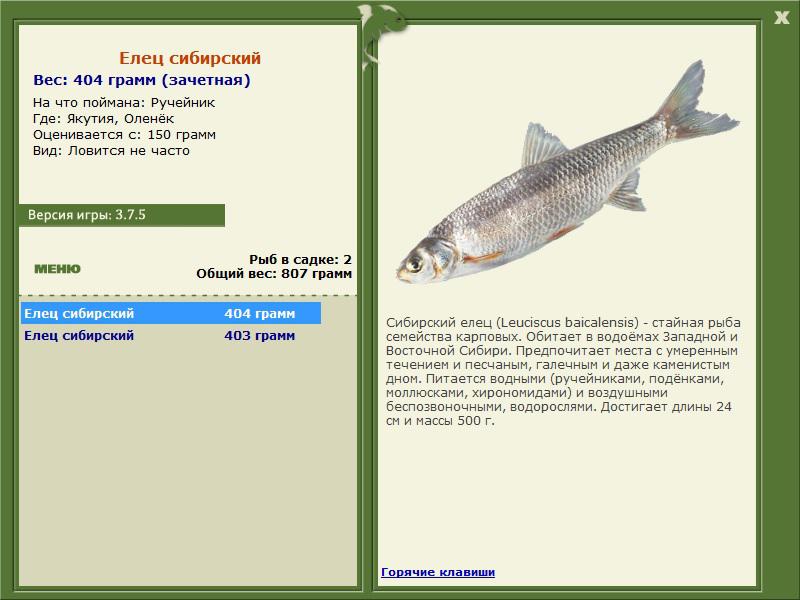 Оленёк 
