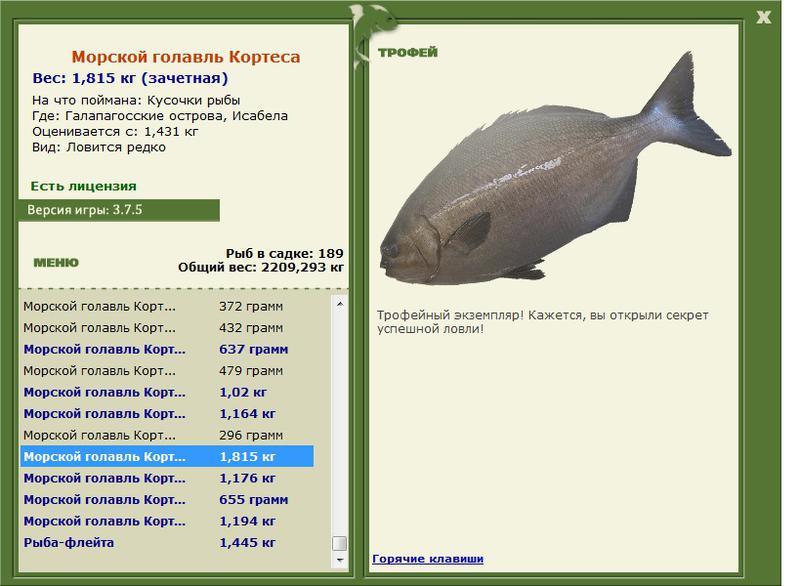 Морской голавль Кортеса 