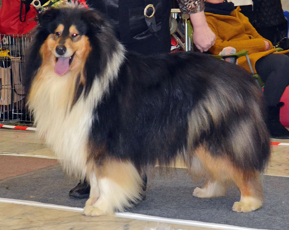 ФОРУМ ЛЮБИТЕЛЕЙ КОЛЛИ И ШЕЛТИ 