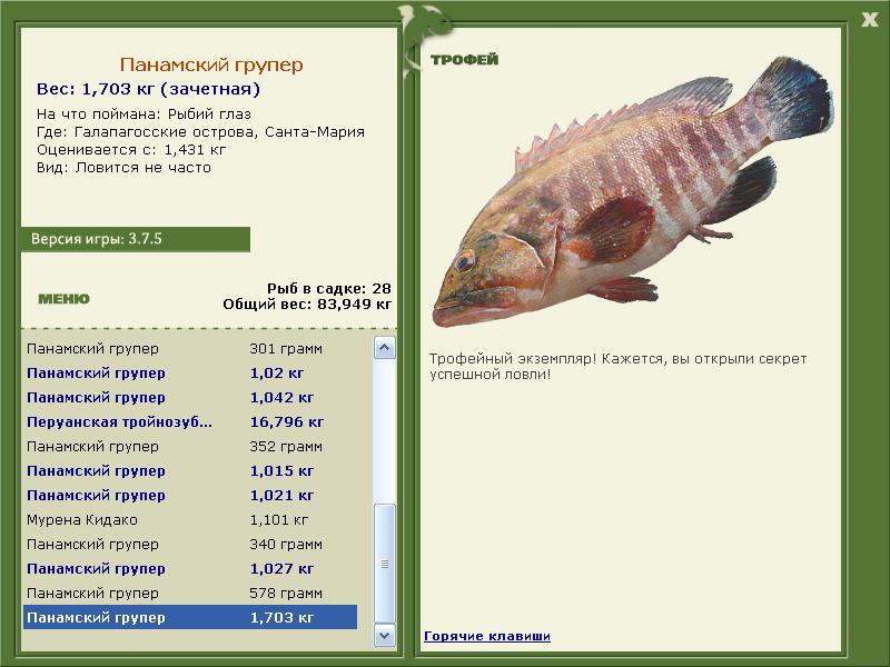 Панамский групер 