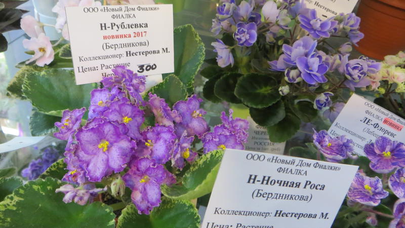 фиалка Н-Ночная Роса - Land Flowers