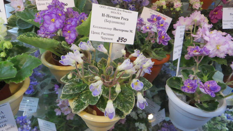Н-Ночная Роса 2016 African violets, Saintpaulia, Indoor gardens