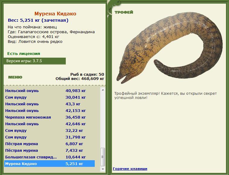 Мурена Кидако 