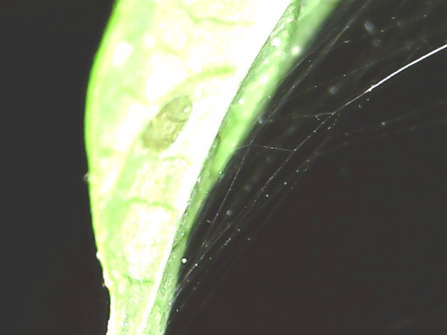 How to Detect and Control Spider Mites Gardener’s Path Spider mites, Garden pest