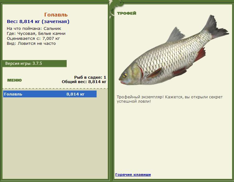 Голавль 