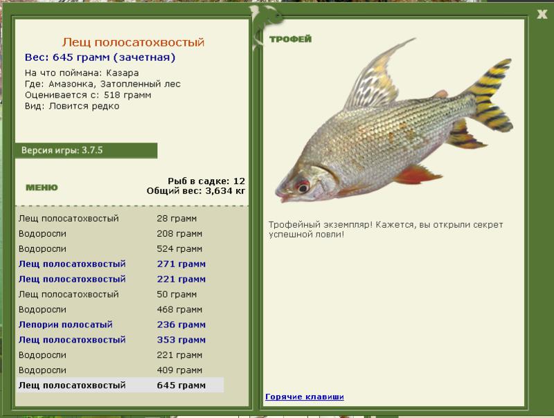 Затопленный лес 