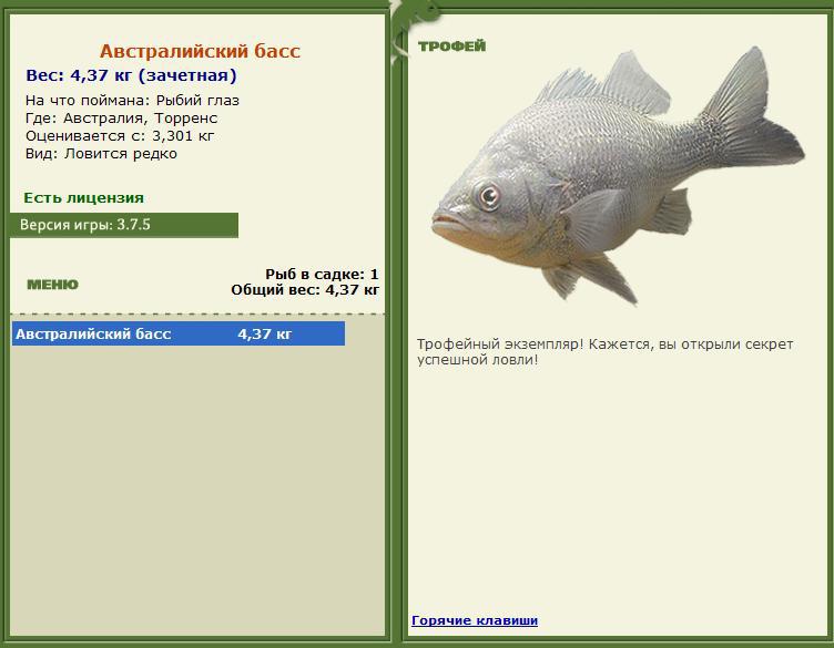 Австралийский басс 