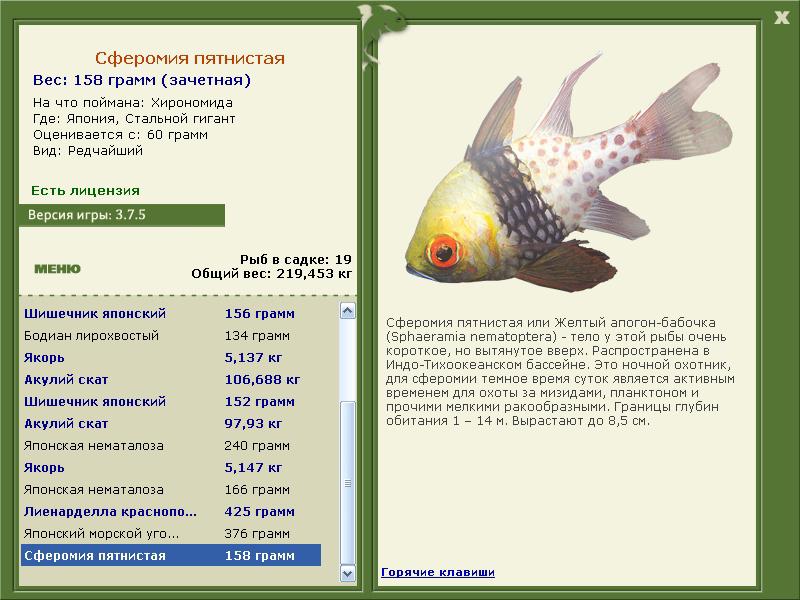 Сферомия пятнистая 