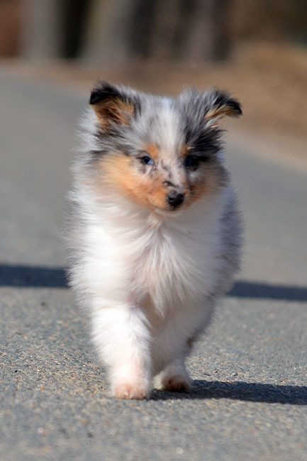 ФОРУМ ЛЮБИТЕЛЕЙ КОЛЛИ И ШЕЛТИ 