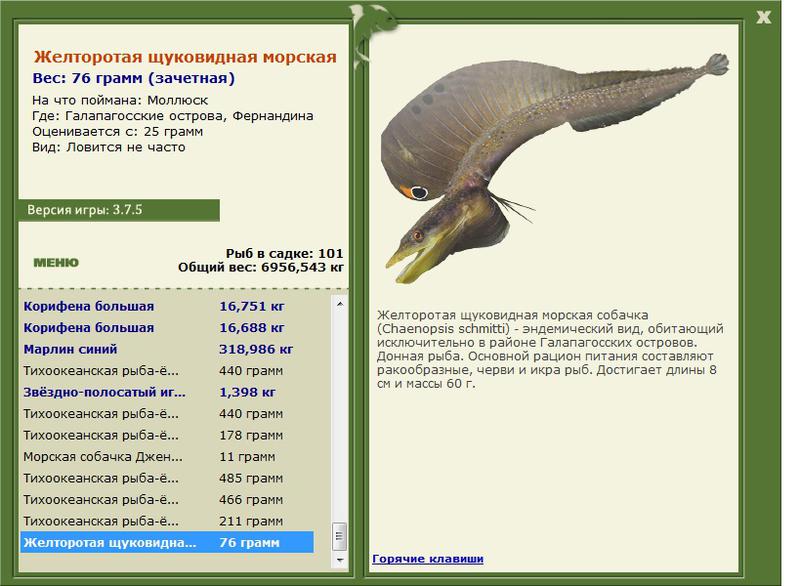 Желторотая щуковидная морская собачка 