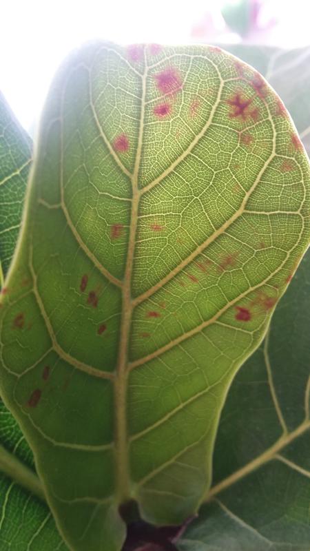 Основные причины, почему у фикуса на листьях появляются пятна