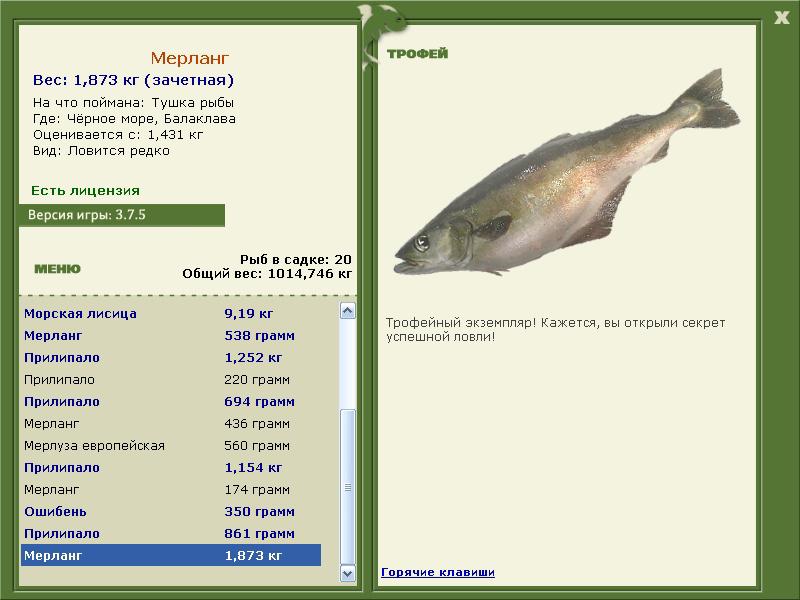 Мерланг 