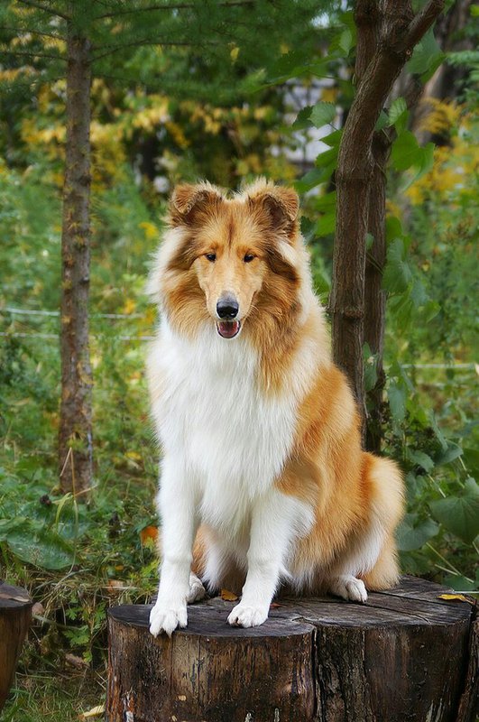  Веселая жизнь двух сибирских колли <3