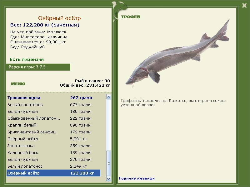 Озёрный осётр 
