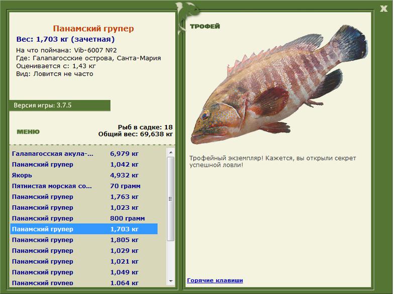 Панамский групер 