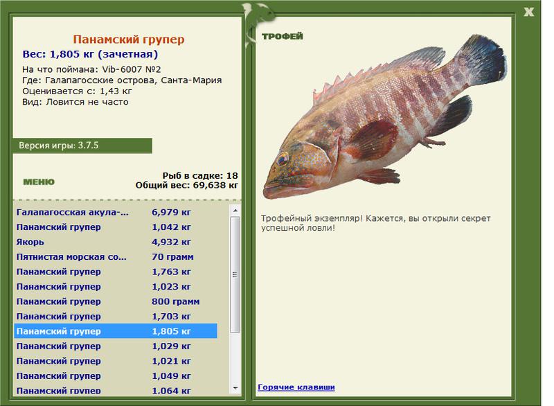 Панамский групер 