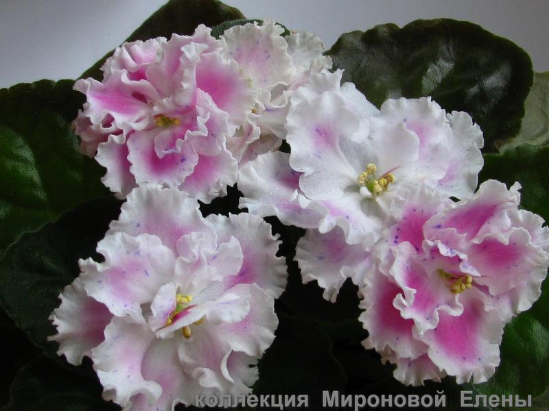 Суламифь Фиалка Фото – Telegraph