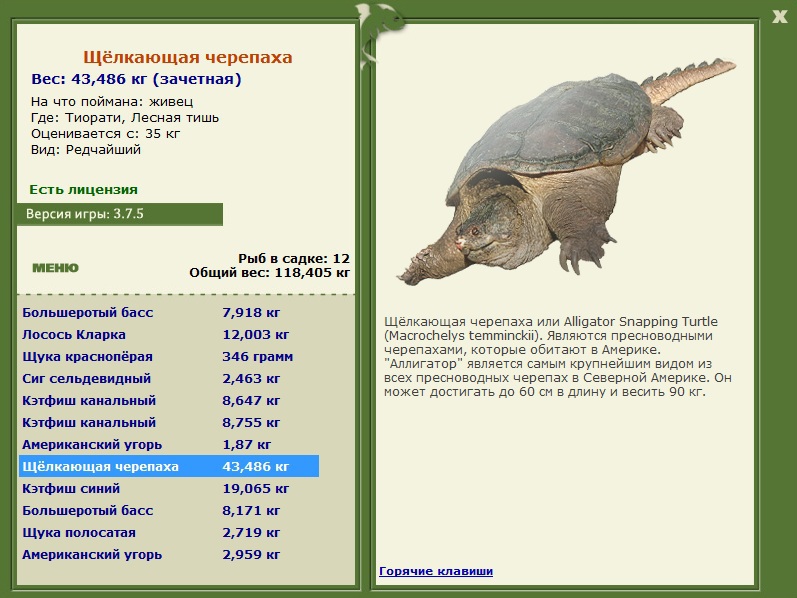 Лесная тишь 