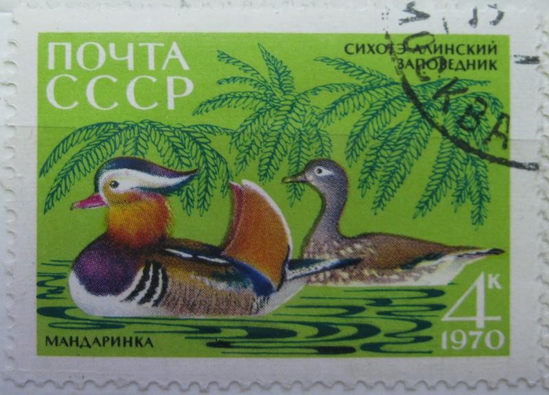 Водоплавающие птицы