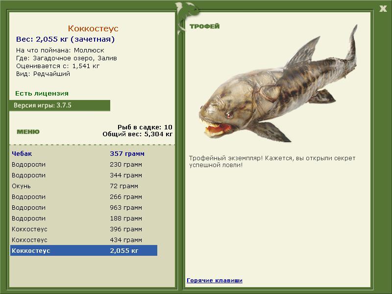 Коккостеус 