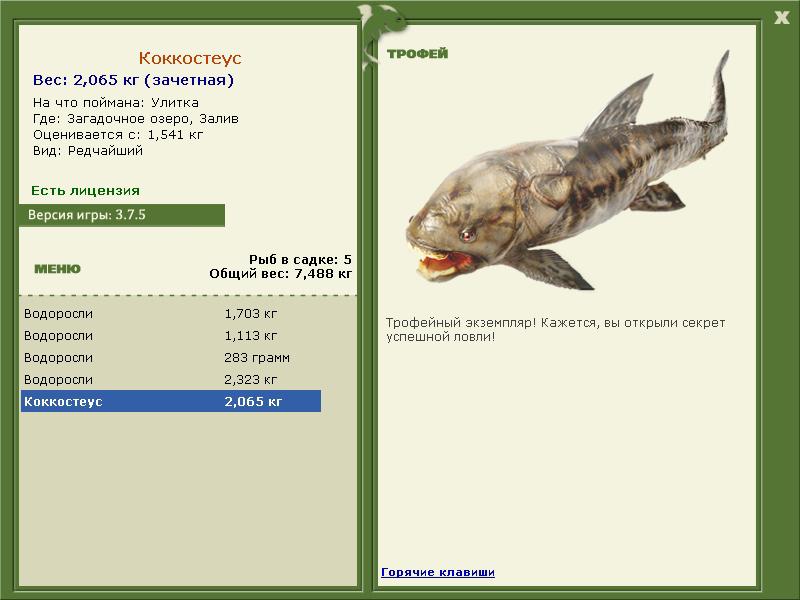 Коккостеус 