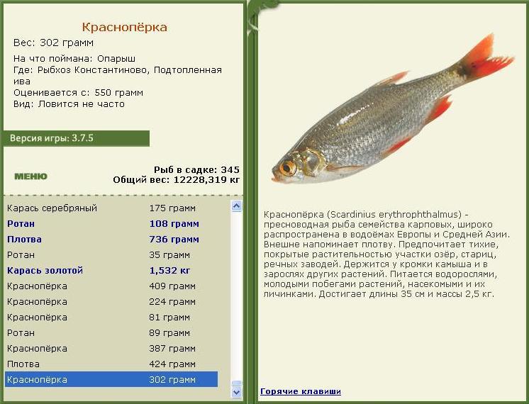 Подтопленная ива 