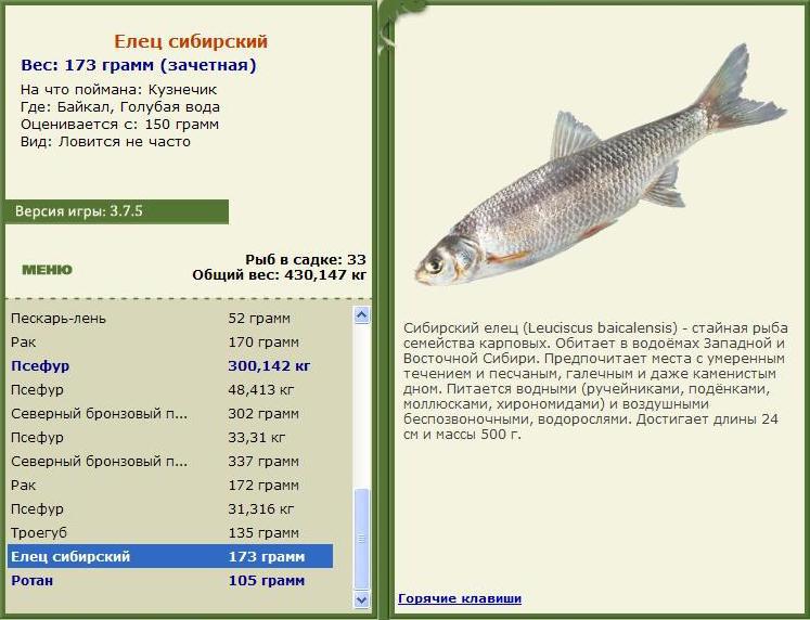 What it looks like, where the dace fish is found and what it is caught on