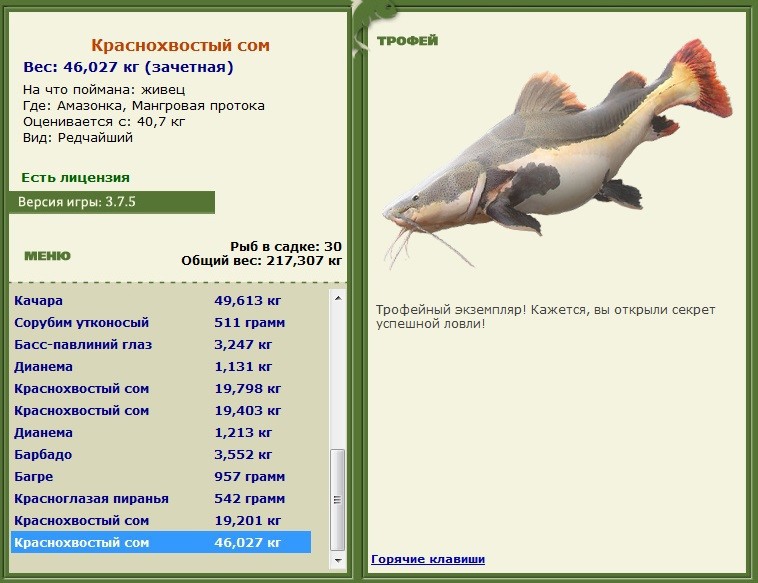 Краснохвостый сом 