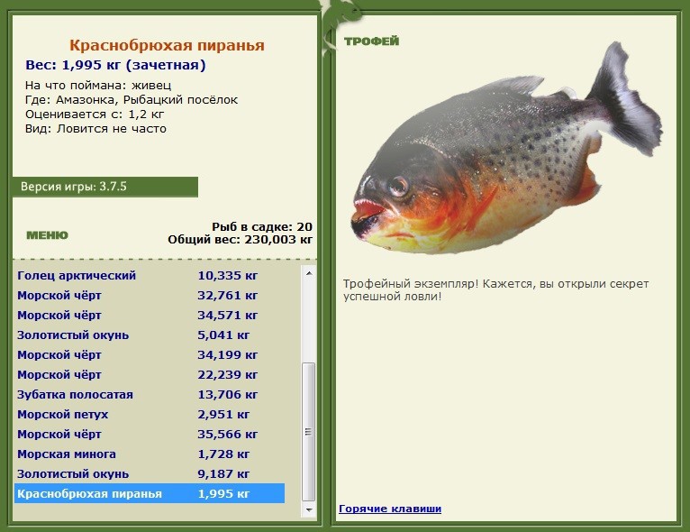 Краснобрюхая пиранья 