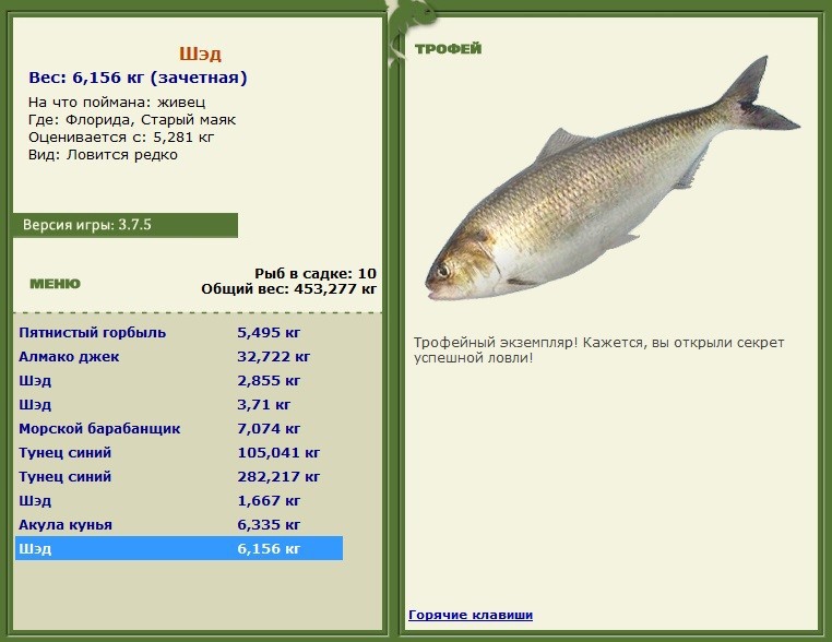 Шэд 
