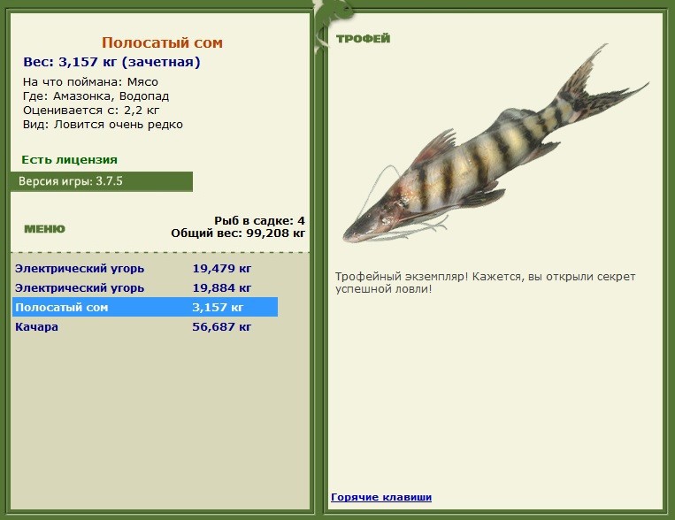 Полосатый сом 