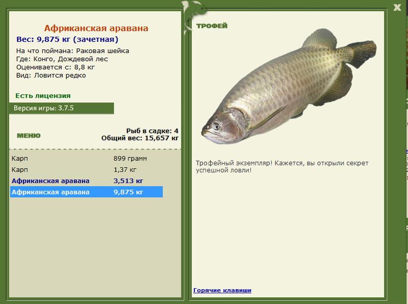 Дождевой лес 
