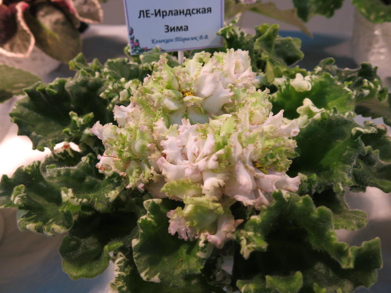 Фиалка Сорт Зима Улыбается Фото