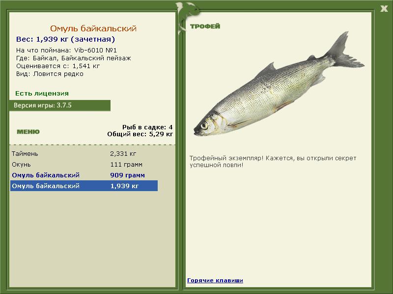 Омуль Байкальский 