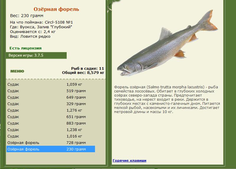 Залив \\