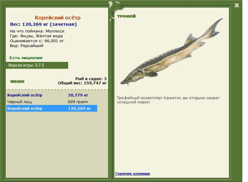 Корейский осётр 