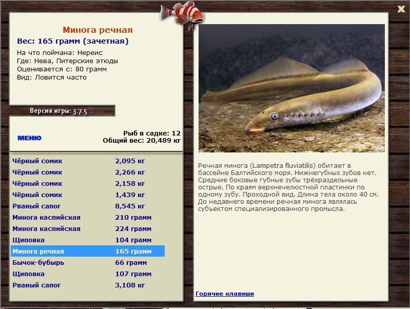 Минога речная 
