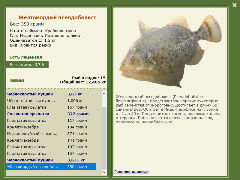 Желтомордый псевдобалист 